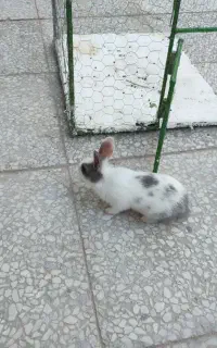خرگوش