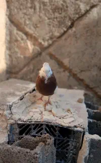 کبوتر قوی