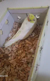 جوجه عروس هلندی