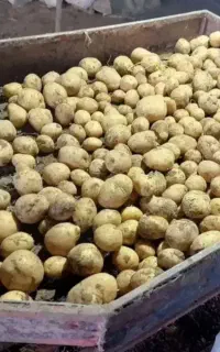 سیب زمینی بذری کارلیا