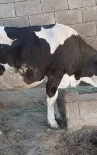 گوساله سیمینتال چاق داشتی وگوشتی