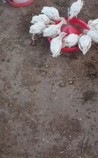 بوقلمون بیوتی شش