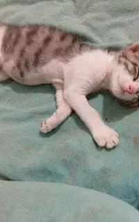 واگذاری بچه گربه ۳ ماهه