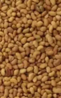 بذر یونجه درجه یک