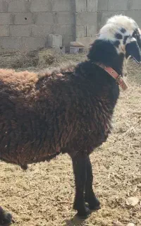 قوچ سالم سرحال میش رون