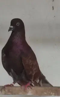 نر تار قدیم