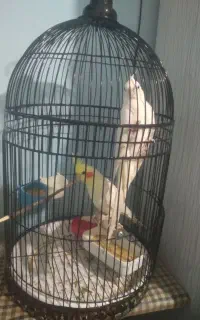 قفس گرد