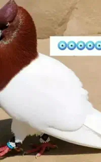 کله سرخ کانال خرید وفروش کبوتر در روبیکا