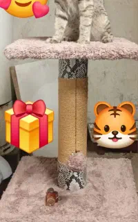 اسکرچر، لانه و جای خواب گربه وسگ  کدیپک
