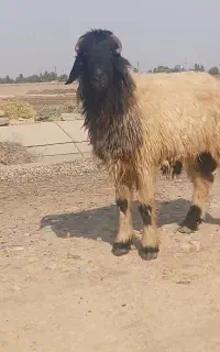 نر میش