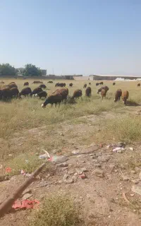 میش آبستن هامله