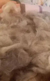 ۲۰ کیلو پشم گوسفند