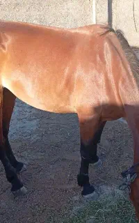 اسب ماده