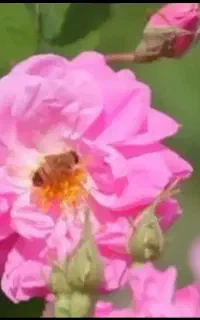 گلاب خالص