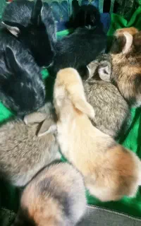 فروش بچه خرگوش ۷روزه مخصوص بچه ها