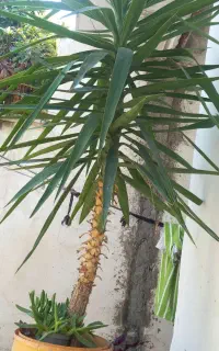 یوکا تنه‌دار بزرگ و چندساله، پرپشت و سالم