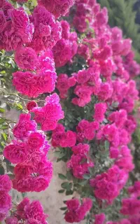 گردش یک روزه در باغ گل محمدی