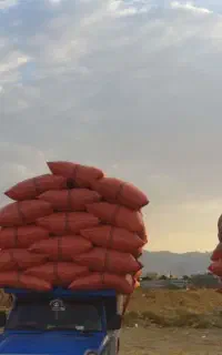کاه شلیف شده با کیفیت