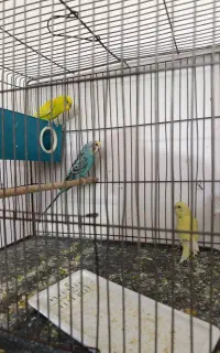 مرغ عشق با جوجه