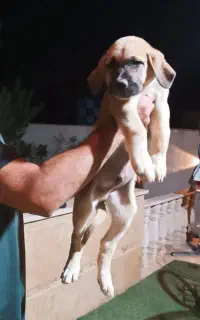سگ سرابی /پژدر/نر/نگهبان