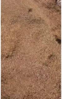 کاه عدس