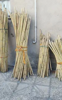 نی برای چیت