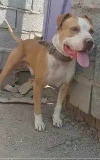 سگ پیتبول
