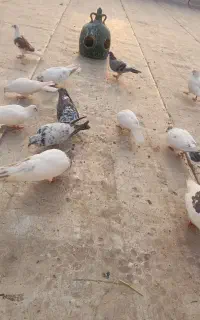 بیست عدد کفتر درجه یک