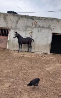 اسب ماده دایچا