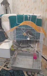عروس هلندی نر و ماده جفت