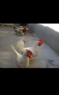 خروس سرحال دوعدد