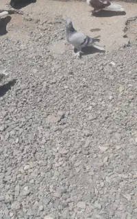 ۶۰ عدد کفتر رنگی پلاکی  دونی ۳۰۰ جدا کنی