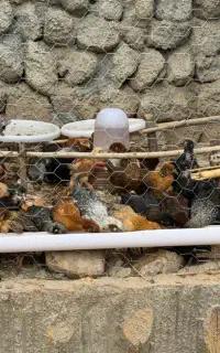 جوجه محلی اصیل ۴۰ روزه