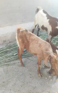 کهره و بز