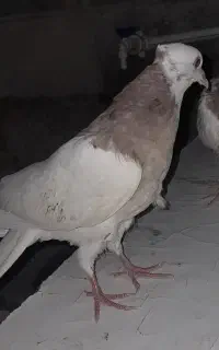 گمشده