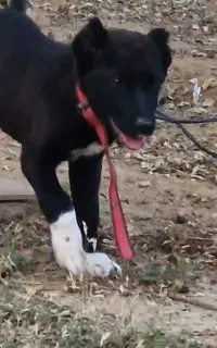 توله سگ