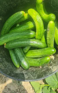 کودهای ارگانیک کروا