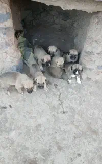 واگذاری توله سگ ماده