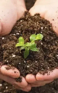 فروش کود ارگانیک و بیولوژیکی