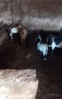 بز  ۴عدد