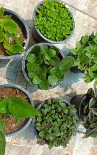 گل طبیعی