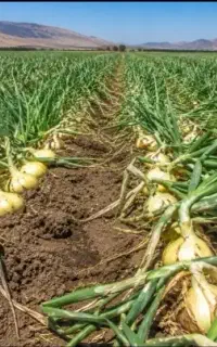 کود ارگانیک برای افزایش تناژ پیاز