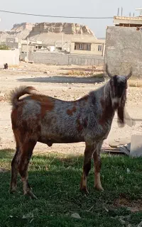 نری پاکستانی
