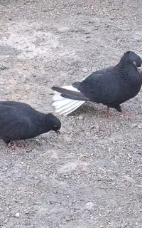 سیاه