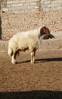 قوچ