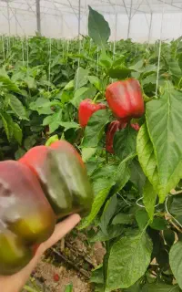 افزایش تناژ محصولات زراعی،گلخانه ای وباغ به روشOFN