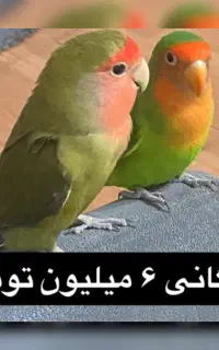 طوطی برزیلی گم شده مژدگانی خوب به یابنده