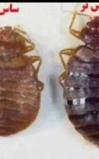 سمپاشی ساس سم پاشی سوسک بومهن پردیس تهران و‌حومه