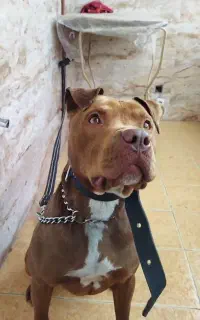 سگ پیت بول ماده