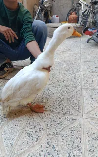 مراوی‌سفید